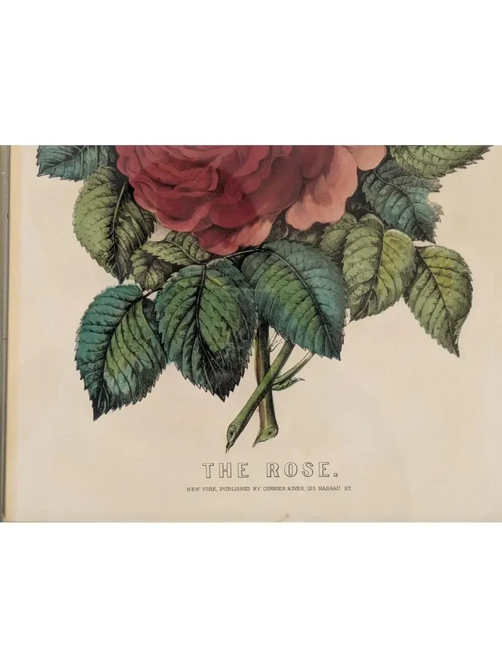 Antique Currier & Ives Hand Colored Lithograph The Rose Floral Print Gold Frame